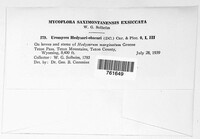 Uromyces hedysari-obscuri image